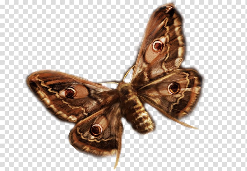 Moth Shoe, Amber Lyon transparent background PNG clipart