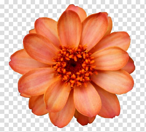 Flower Orange blossom , flower transparent background PNG clipart