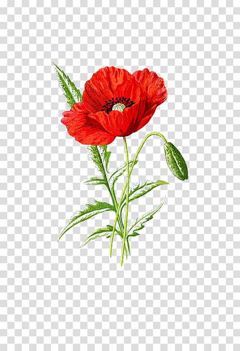 Poppy seed Supreme Common poppy, poppy transparent background PNG clipart