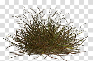 grass transparent background PNG clipart thumbnail
