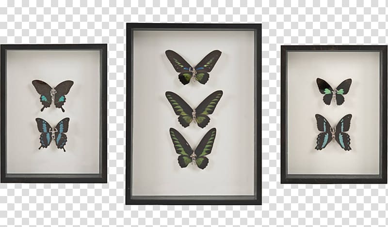 Butterfly Mockup Insect Stencil, fairy tale material transparent background PNG clipart
