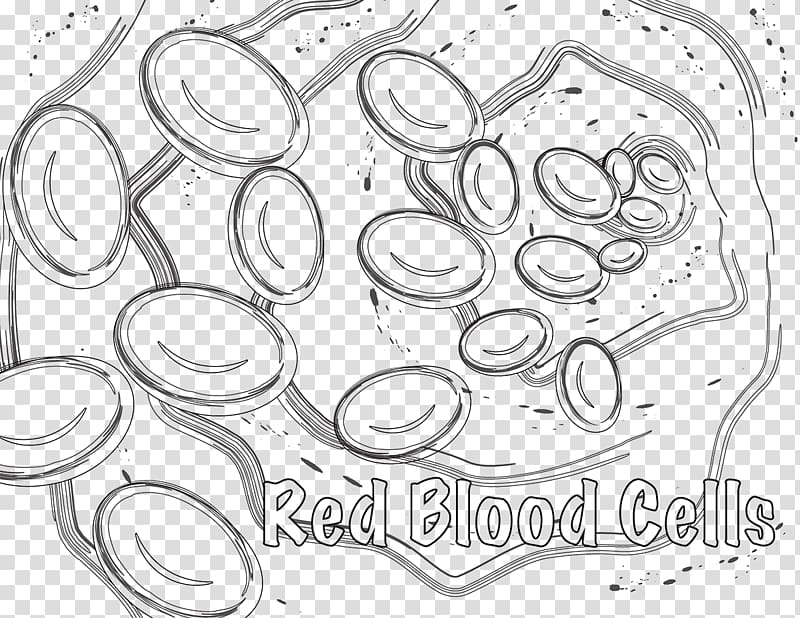 Red blood cell Coloring book White blood cell, plant transparent background PNG clipart