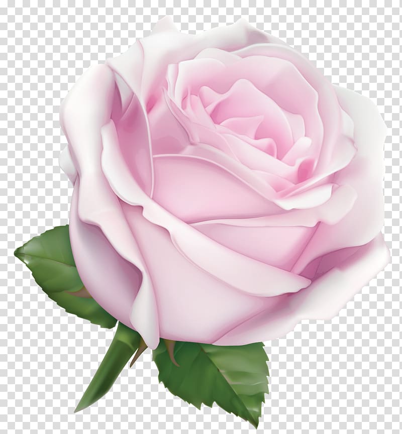 pink rose illustration, Pink Garden roses Flower Color, Large Soft Pink Rose transparent background PNG clipart