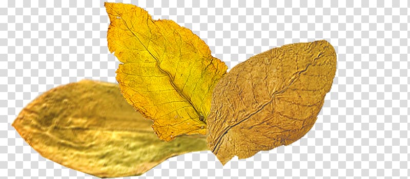 Tobacco Look deep into nature, and then you will understand everything better. .com Leaf, Tobacco leaves transparent background PNG clipart