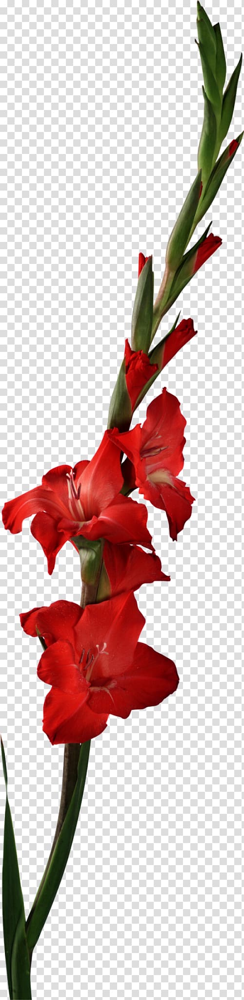 Scarlet Gladiolus Watercolour Flowers Botany , gladiolus transparent background PNG clipart