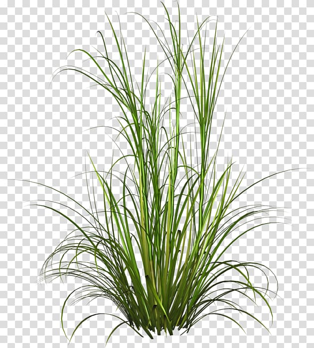 Fountain grass Ornamental grass Lawn Soft rush, others transparent background PNG clipart