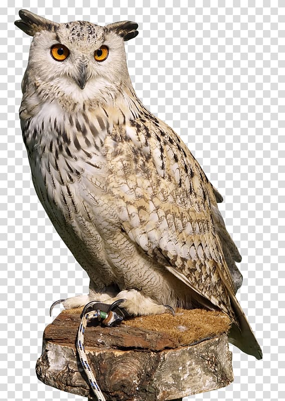 Eurasian eagle-owl Bird Great Horned Owl, owl transparent background PNG clipart