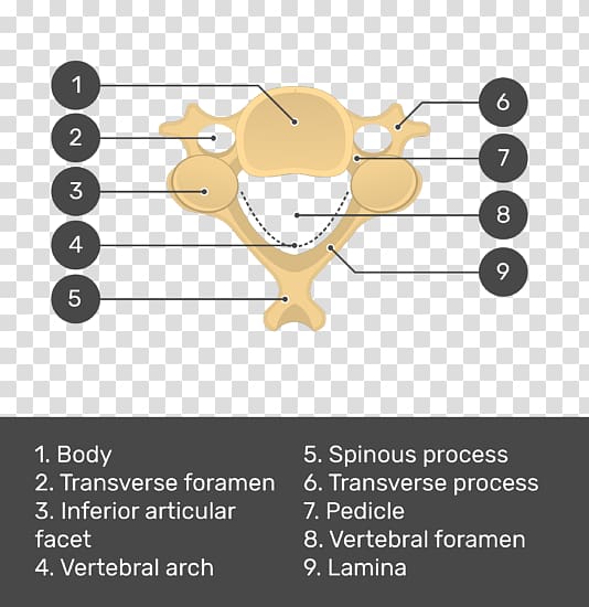 Vertebral column Cervical vertebrae Vertebral foramen Axis, arm transparent background PNG clipart