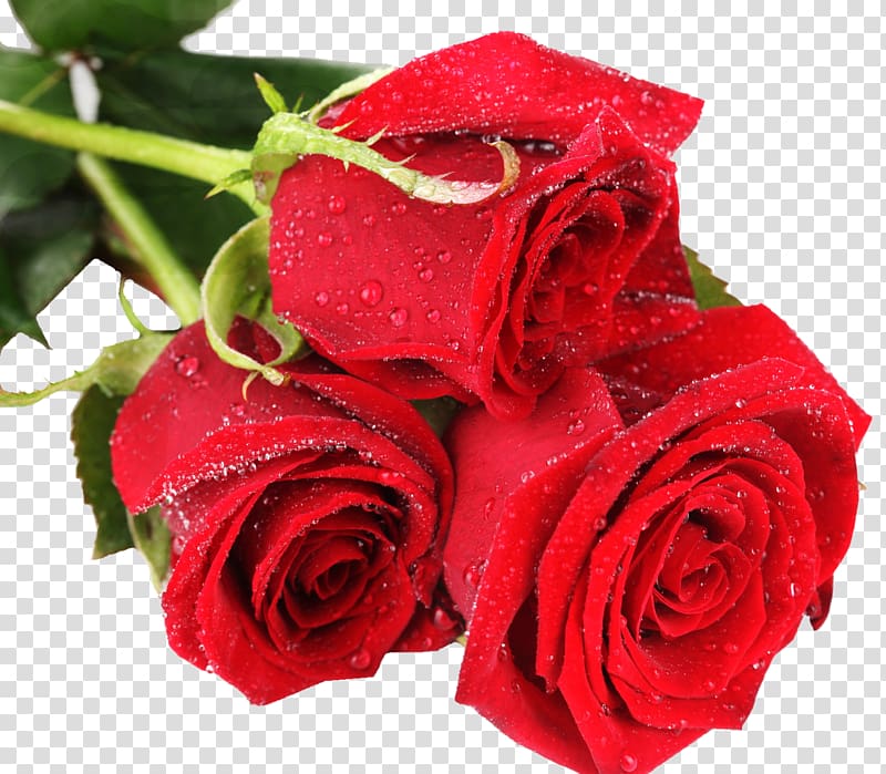 Rose Flower Desktop Color Red, burgundy flowers transparent background PNG clipart