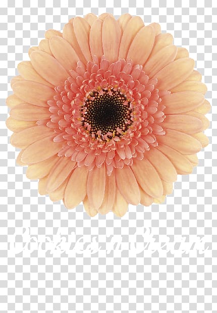 Transvaal daisy Mans Allure Gerbera Cookies and cream Biscuits, others transparent background PNG clipart