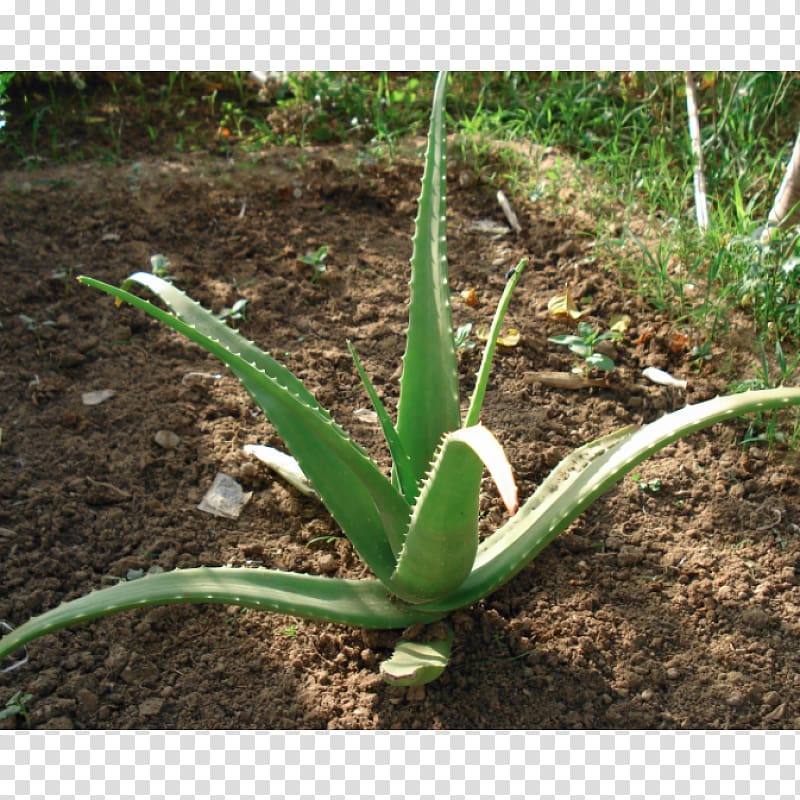 Aloe vera Succulent plant Gel Medicinal plants, vera transparent background PNG clipart