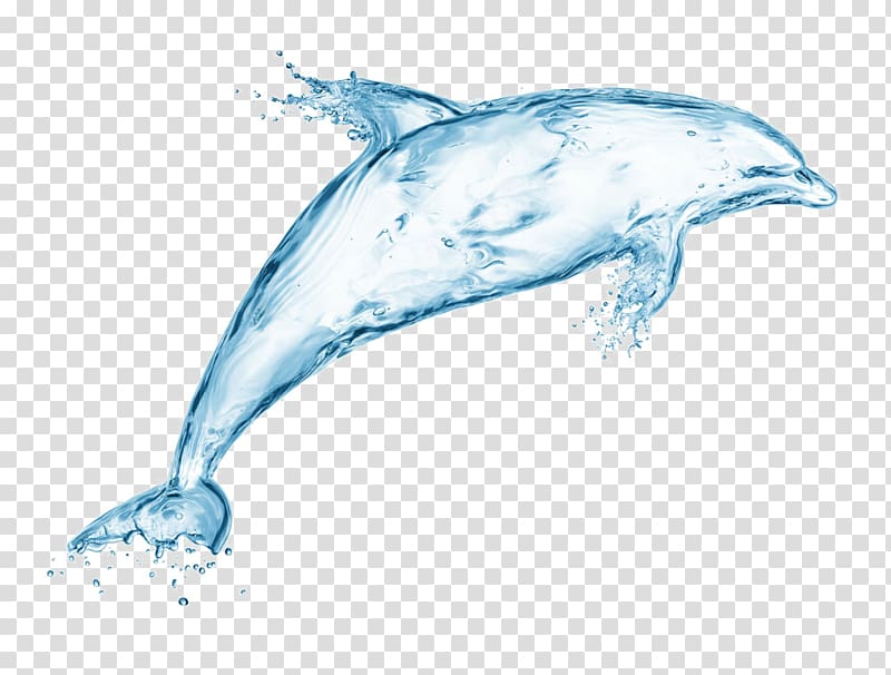 Bottlenose dolphin Whale Marine mammal, Water dolphins transparent background PNG clipart