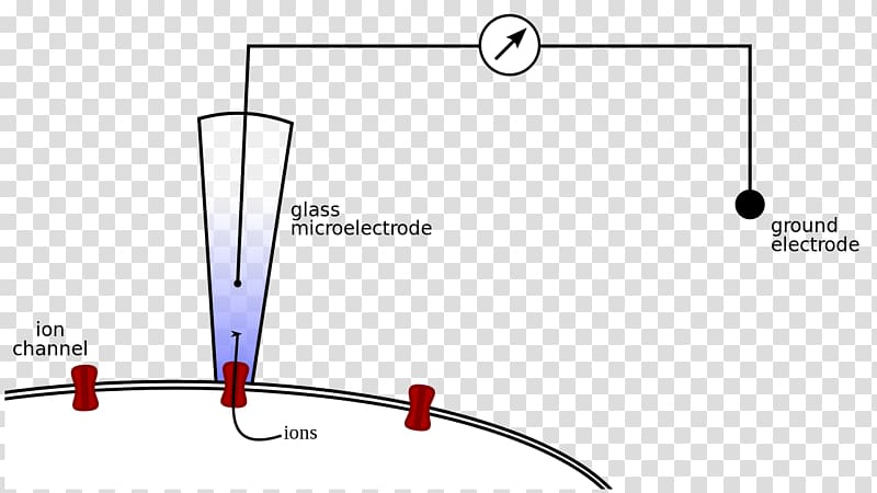 Patch clamp Microelectrode Electrophysiology, Clamp transparent background PNG clipart