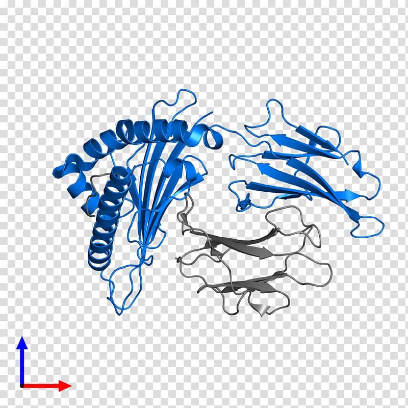 Drawing , Human Leukocyte Antigen transparent background PNG clipart