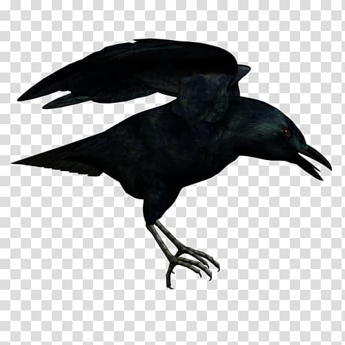 American crow Rook New Caledonian crow Common raven, crow transparent background PNG clipart