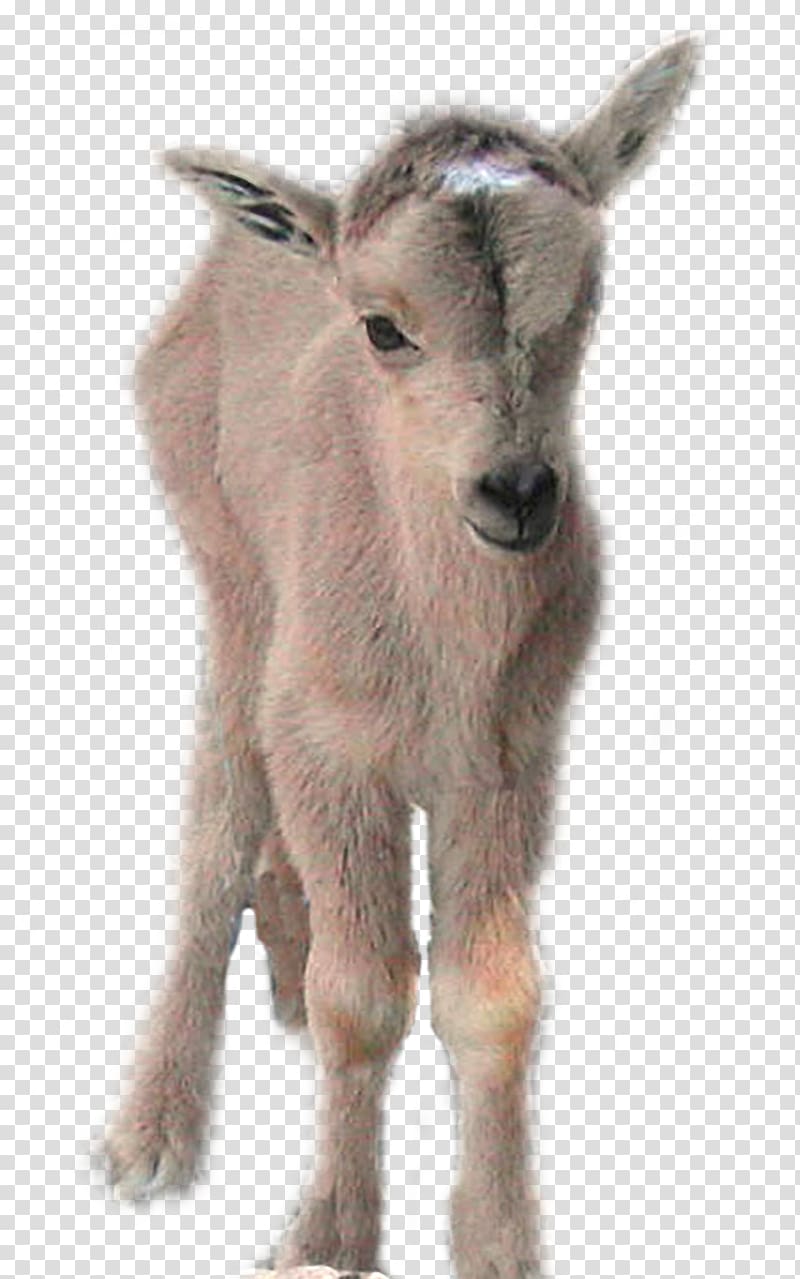 Goat Gray wolf Barbary sheep Cattle, goat transparent background PNG clipart