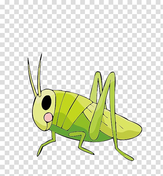 Insect Drawing Cricket Locust, Large grasshopper transparent background PNG clipart