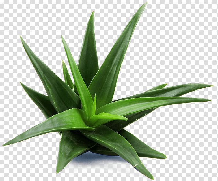 Aloe vera Medicinal plants Skin care Candelabra aloe, plant transparent background PNG clipart