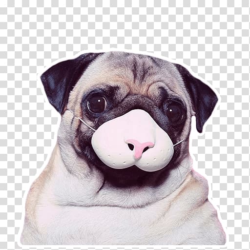 Pug Toy Bulldog Puppy Dog breed French Bulldog, puppy transparent background PNG clipart