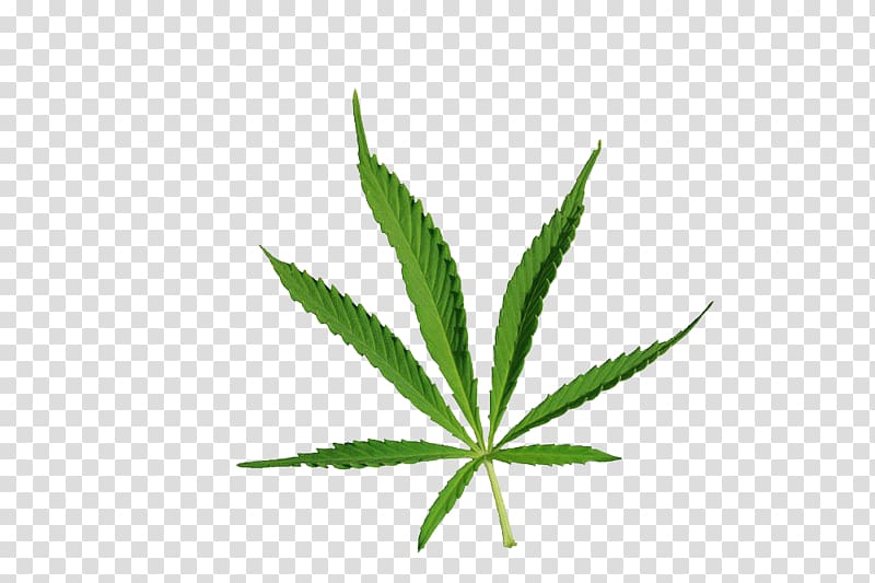 Cannabis Drug Narcotic, Cannabis leaves transparent background PNG clipart
