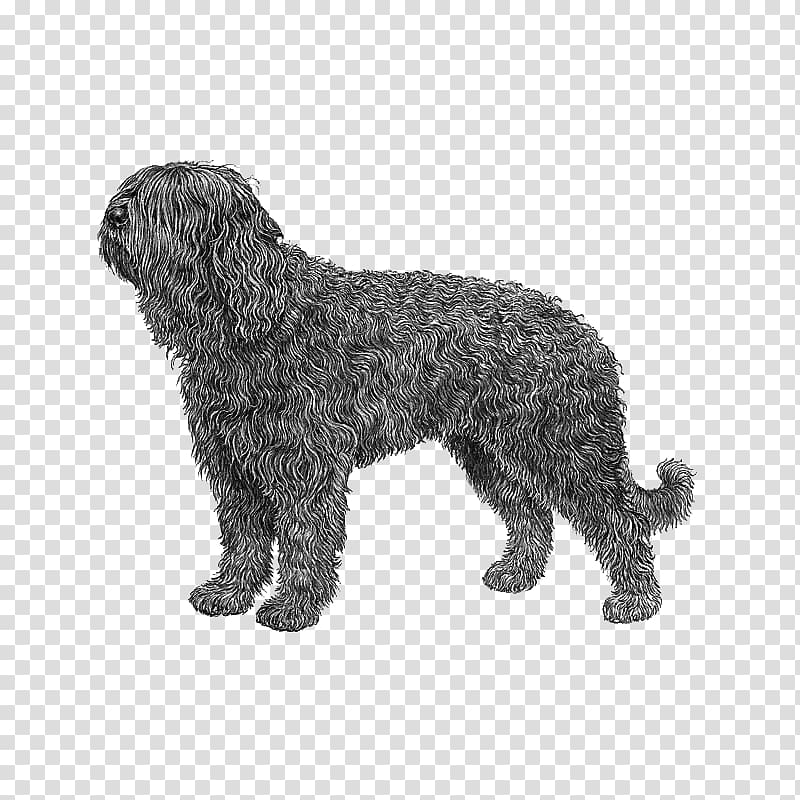 Barbet Schnoodle Spanish Water Dog Portuguese Water Dog Wirehaired Pointing Griffon, Pumi Dog transparent background PNG clipart