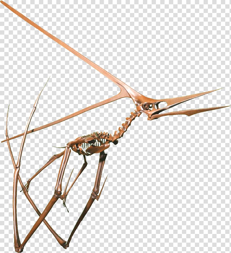 Nyctosaurus Pteranodon Western Interior Seaway Niobrara Formation Hatzegopteryx, dinosaur skeleton transparent background PNG clipart