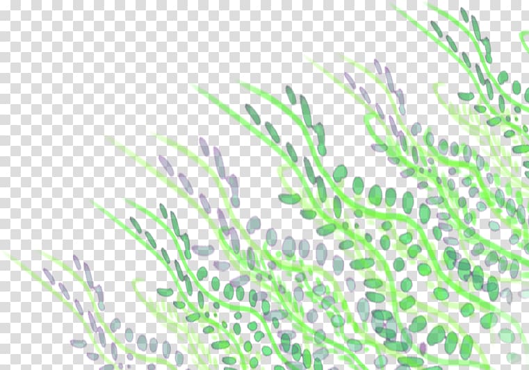 Plant stem Leaf Grasses Animated film, Mossbacked Tanager transparent background PNG clipart