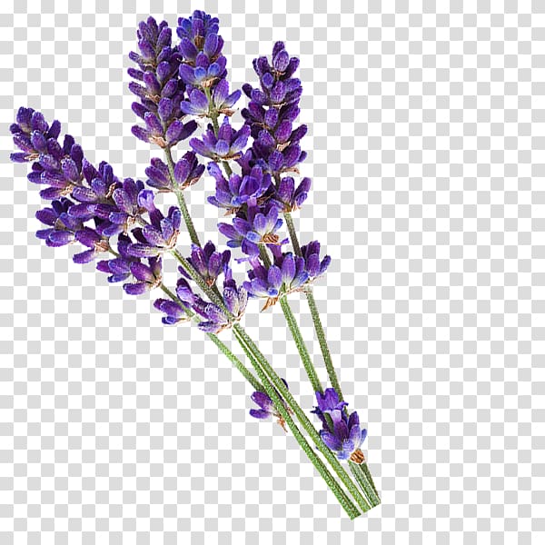 English lavender Essential oil PiperWai Cosmetics, lavender, lavender flower transparent background PNG clipart