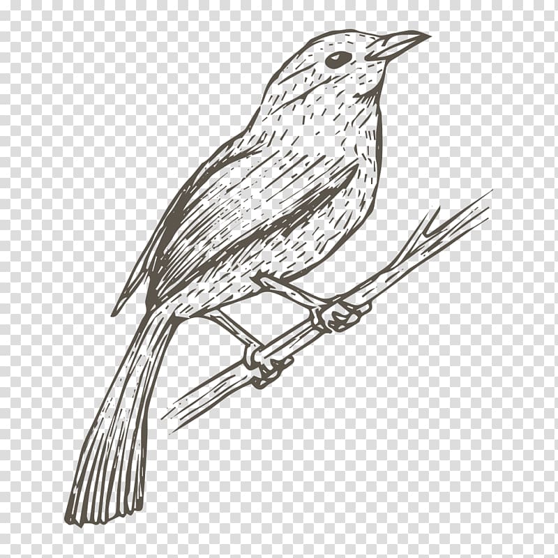 brown bird illustration, Bird House Sparrow Drawing Sketch, Sketch bird transparent background PNG clipart