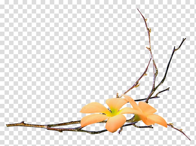 Branch Flower , flower transparent background PNG clipart