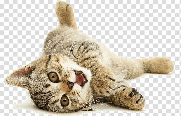brown tabby cat, Cat Playing Back transparent background PNG clipart