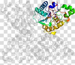 Line Human behavior Point , line transparent background PNG clipart thumbnail