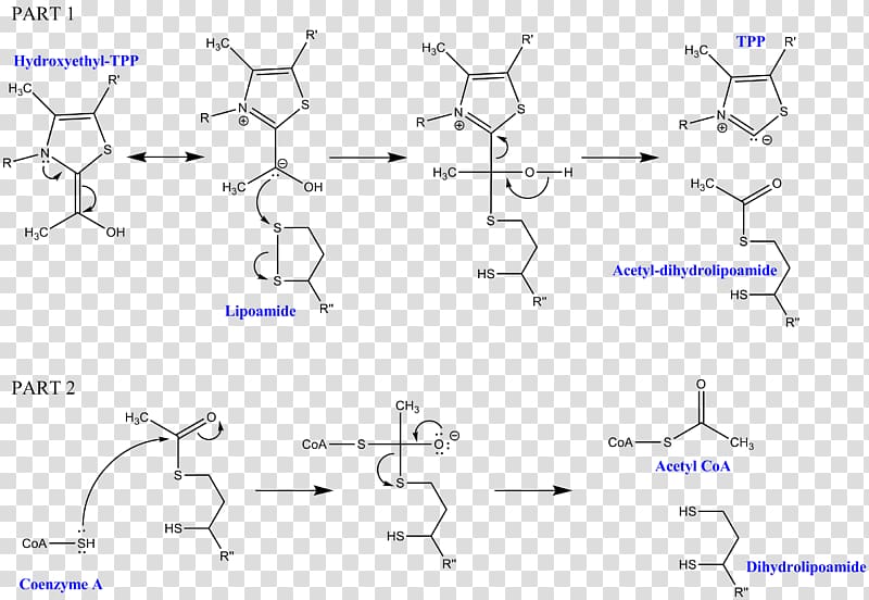 Dihydrolipoyl transacetylase Dihydrolipoamide dehydrogenase Pyruvate dehydrogenase Pyruvate decarboxylation Thiamine pyrophosphate, Mechanism transparent background PNG clipart