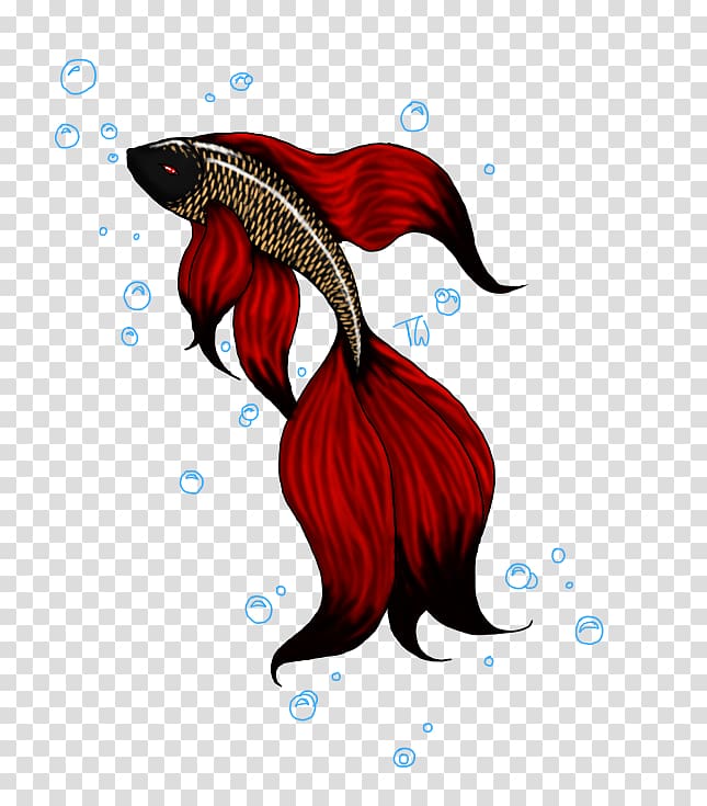 Siamese fighting fish Koi Goldfish Aquarium, betta transparent background PNG clipart