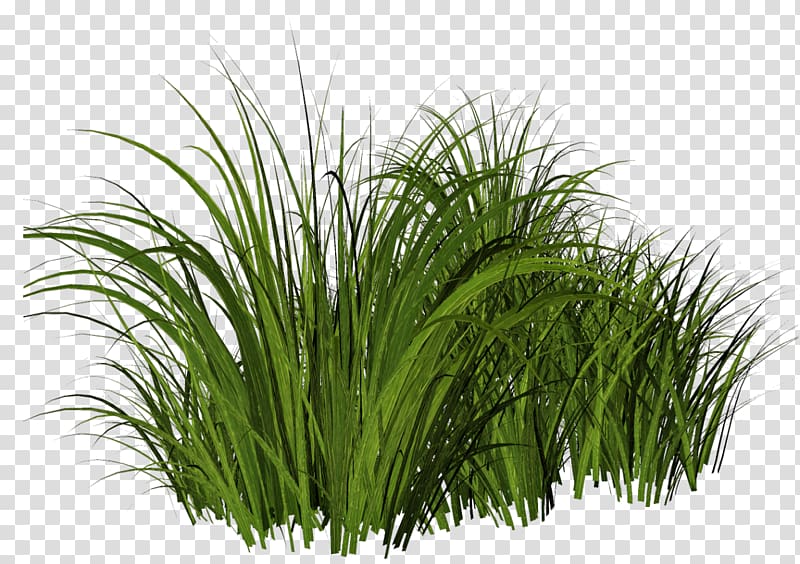 Thepix Grass , cartoon grass transparent background PNG clipart