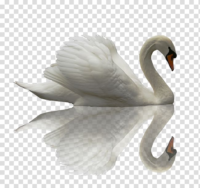 white swan , Black swan Chinese dragon Cygnini, Beautiful swan transparent background PNG clipart