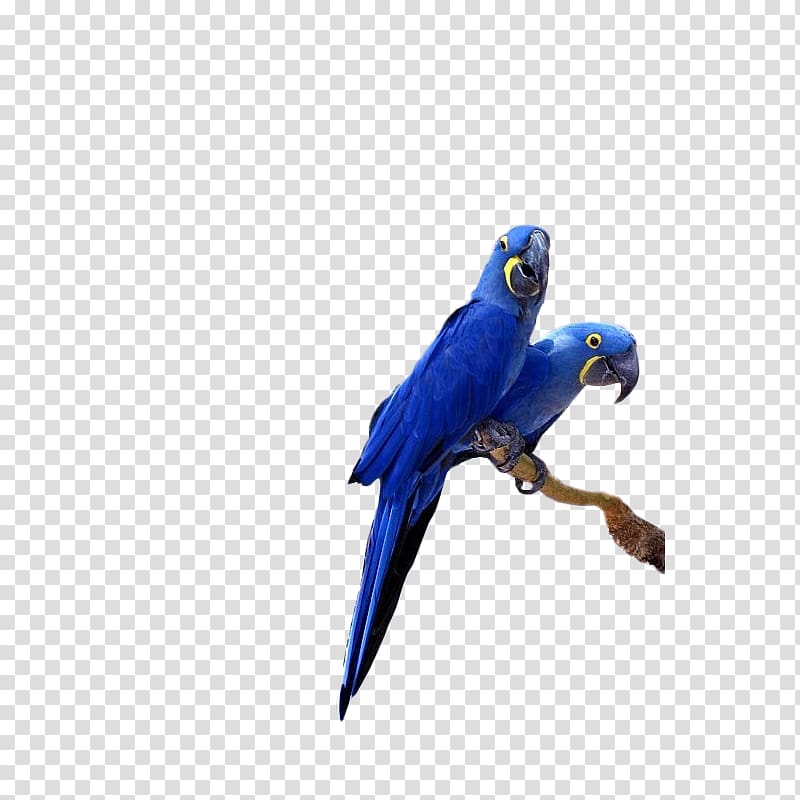 Hyacinth macaw Lears macaw Parrot Bird Cockatiel, parrot transparent background PNG clipart