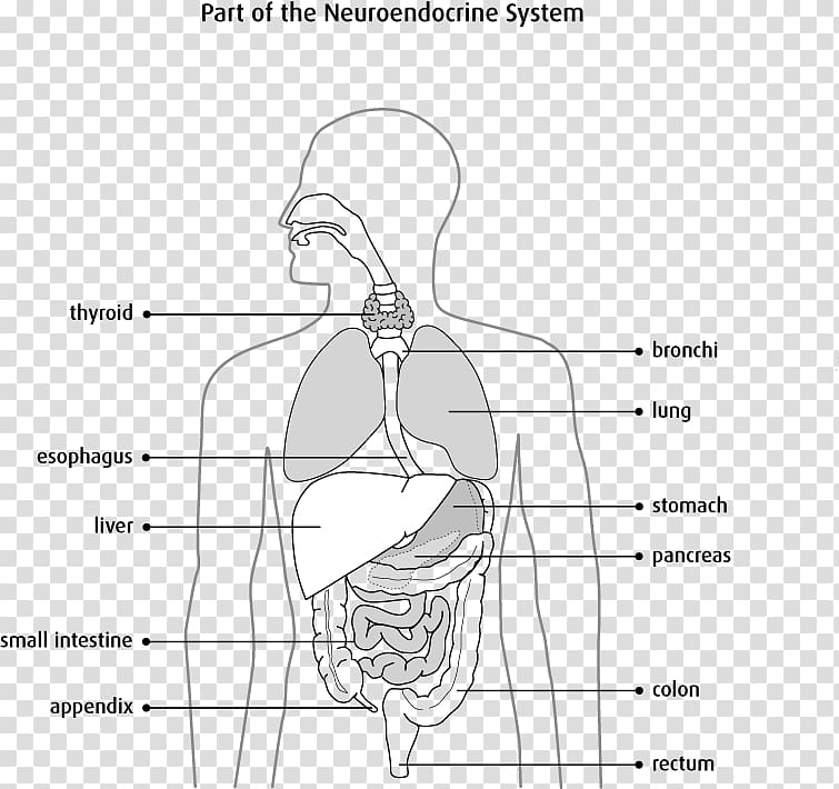 Neuroendocrine cell Endocrine system Endocrine gland Neuroendocrine tumor, blood glucose transparent background PNG clipart