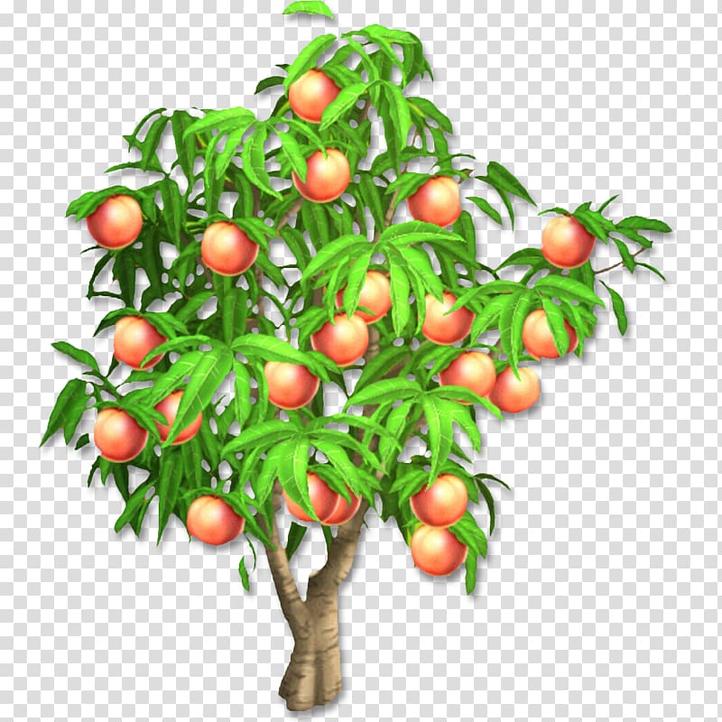 Hay Day Peach Fruit tree Harvest, apricot transparent background PNG clipart