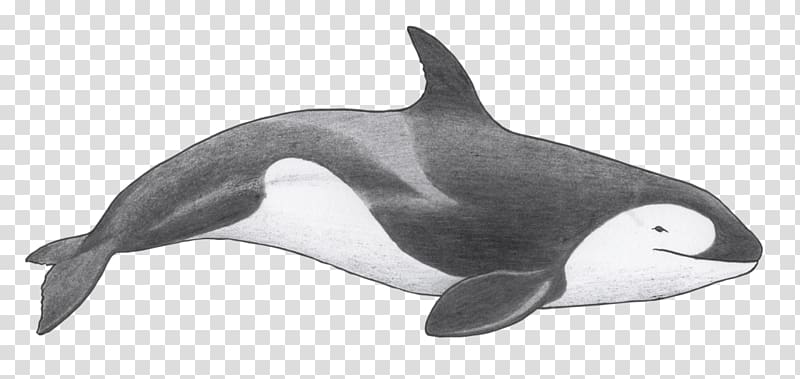 Tucuxi Killer whale Rough-toothed dolphin Short-beaked common dolphin White-beaked dolphin, killer whale pod transparent background PNG clipart