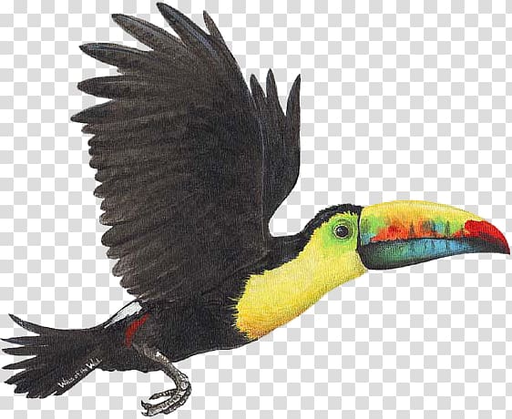 Bird Toco toucan Wall decal Sticker, toucan transparent background PNG clipart