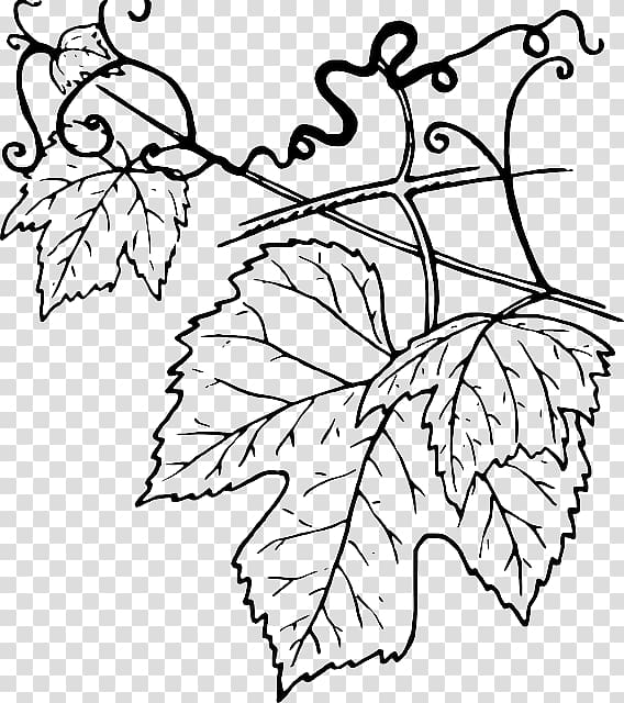 Common Grape Vine Grape leaves , grape transparent background PNG clipart