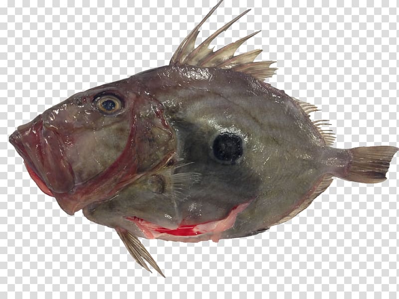 Cod Grouper Red mullet Fish Common dentex, Angler Fish transparent background PNG clipart