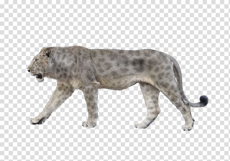 Felidae Panthera leo spelaea American lion Animal Megafauna, lion head transparent background PNG clipart