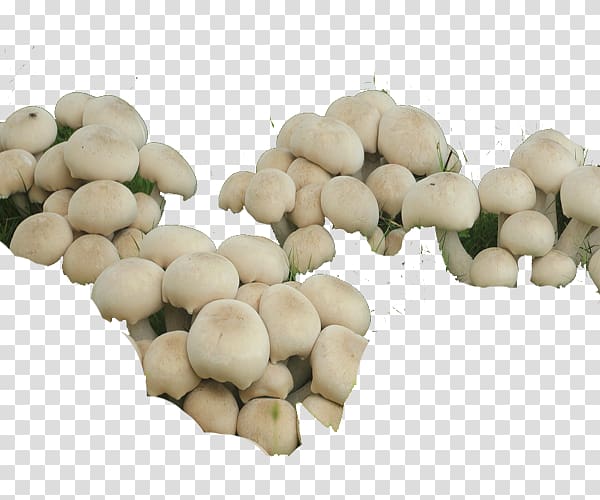 Oyster Mushroom Commodity Vegetable Fruit, Nansha wetland mushrooms transparent background PNG clipart