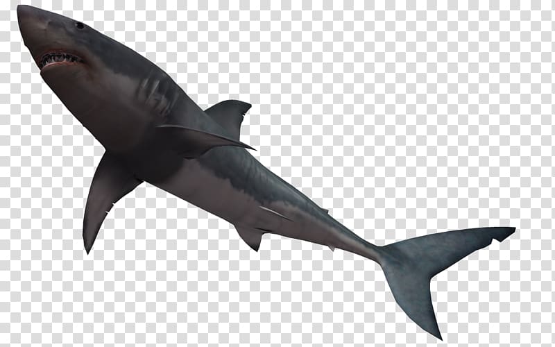 Bull shark Great white shark , Underwater World 3d transparent background PNG clipart