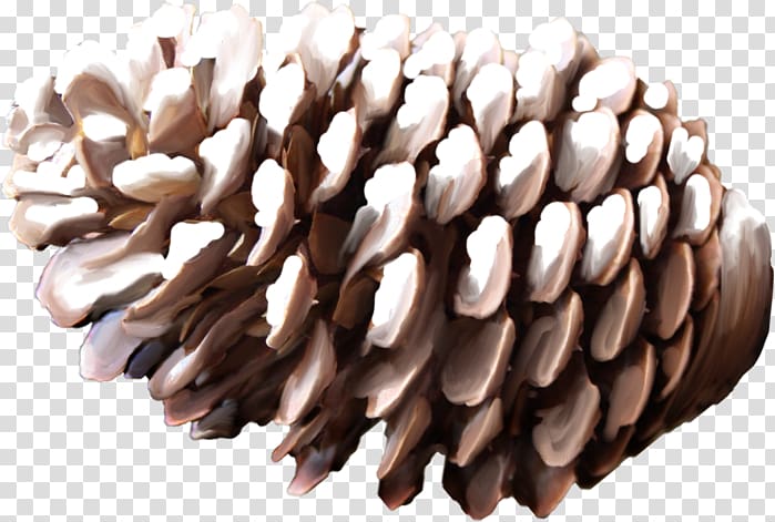 Conifer cone Pine Scape, others transparent background PNG clipart