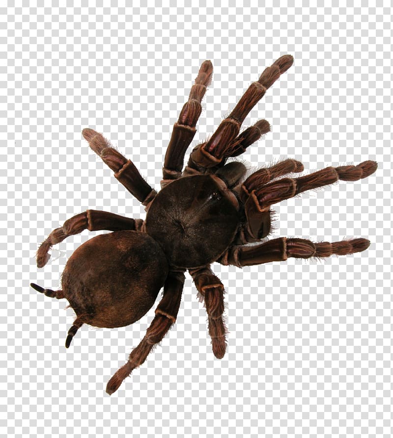 Bird-Eating Spiders Goliath birdeater The Tarantulas, spider transparent background PNG clipart