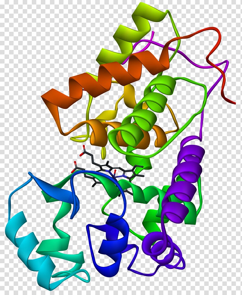 Horseradish peroxidase Biochemistry Enzyme, x-ray transparent background PNG clipart