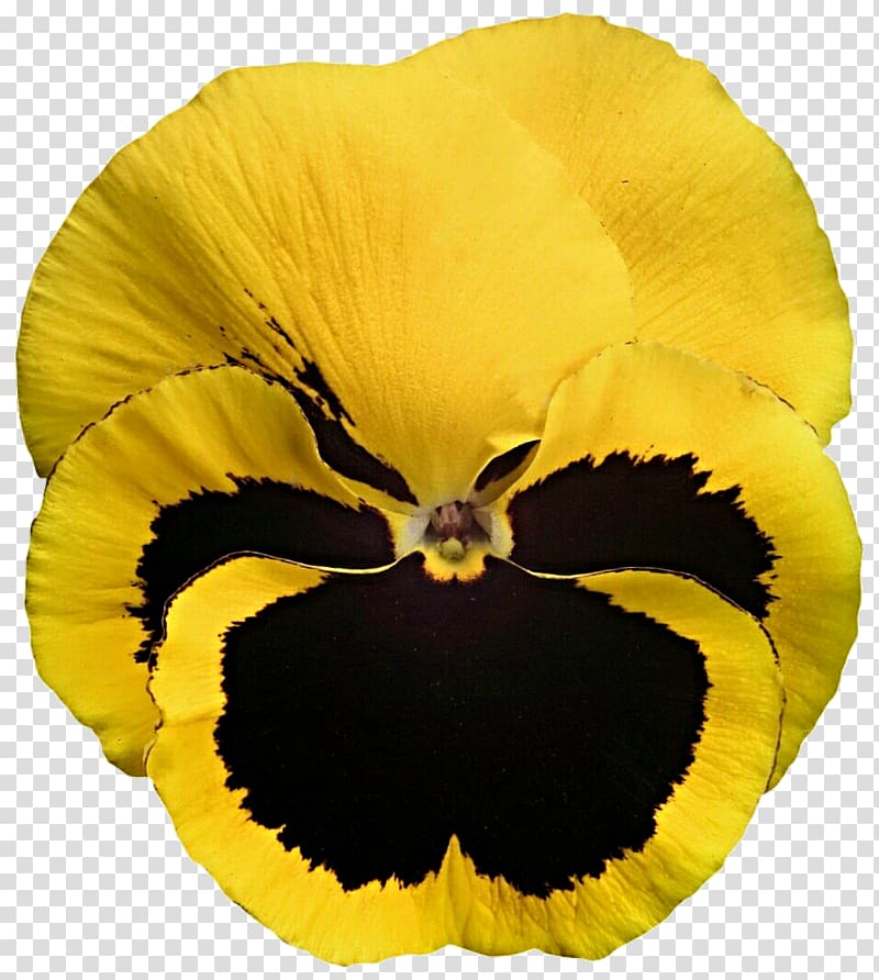 Pansy California golden violet Yellow Viola cornuta Stiefmütterchen, Pansy Wreath transparent background PNG clipart